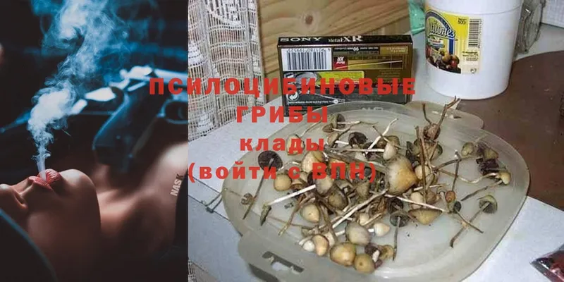 купить закладку  Усть-Лабинск  Псилоцибиновые грибы Psilocybe 